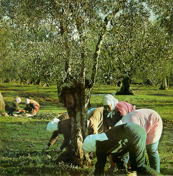 Olive Picking