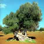 Olive tree
