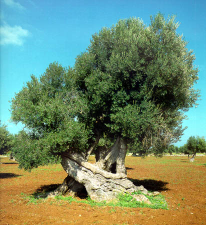 Olive Tree