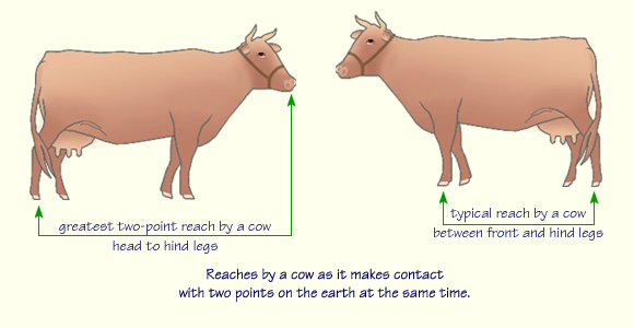 Greatest reach by a cow for a two-point contact.