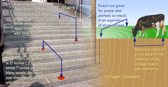 Touching two points on the earth with a voltage gradient gives a voltage difference.